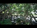 Vietnam Jungle Ambient Sound Vietnam Jungle Ambient Sound