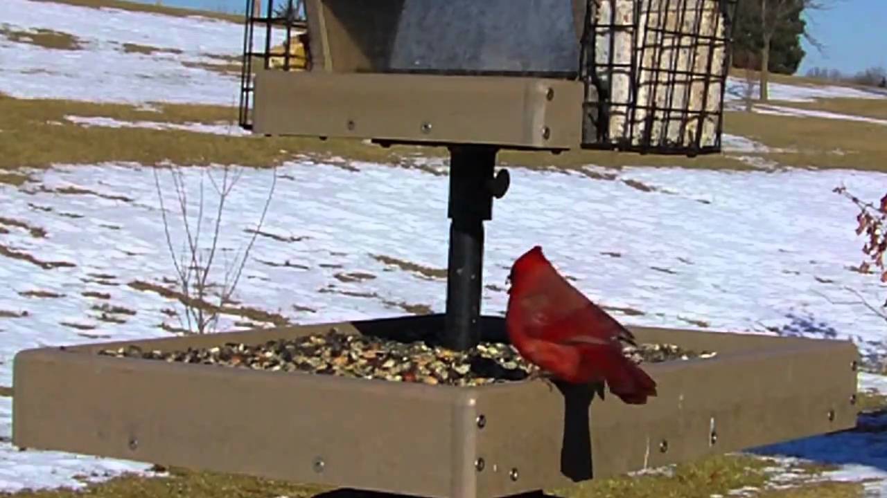 Wild Bird House : Red Bellied Woodpecker, Cardinal ...