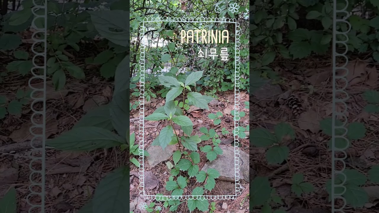 도심 식물 쇠무릎 PATRINIA 