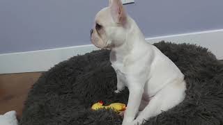 Sandy The Frenchie | FRENCH BULLDOG