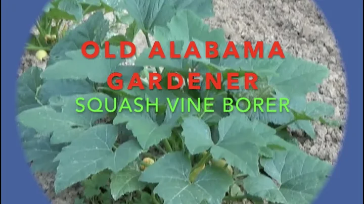 SQUASH VINE BORER (MY SECRET FIX) HOW I DO IT (OAG)