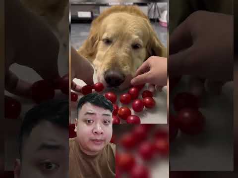 Video: Năm mẹo thuế đ�o l�n theo số-Munching Dogs