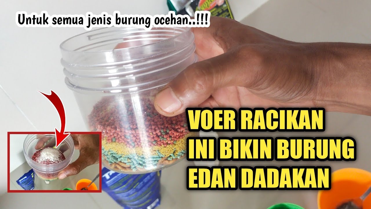 RACIKAN VOER PENGGACOR BURUNG PALING EDAN||untuk semua jenis burung ocehan