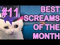 Best screams of the month  part 11  march 2024 gavisbettel holotempus