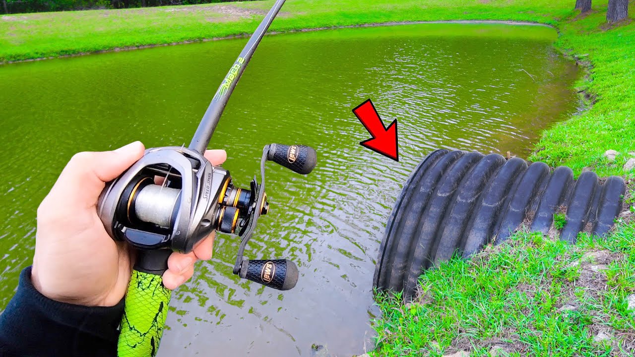 Watch This SMALL Pond is LOADED w/ GIANT Bass (Bank Fishing) Video on