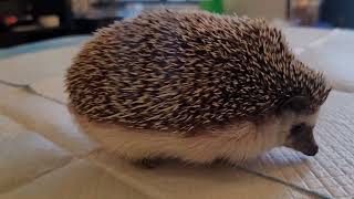 Hedgehog Pees And Poops