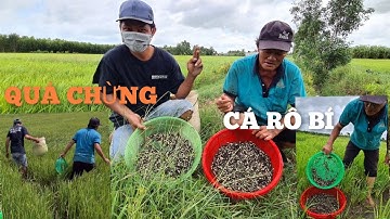 Ra ruộng Bắt cá rô bí mắc cạn cánh đồng lúa miền tây/catching shallow fish || Linh đức huệ vlog
