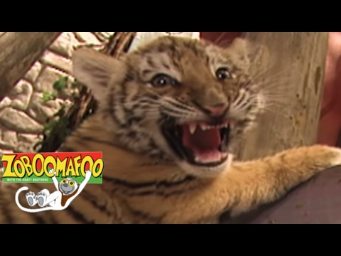 🐒🐶 Zoboomafoo 132 - Spots and Stripes | HD | Full Episode 🐒🐶
