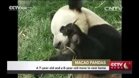 Two pandas to arrive in Macao on April 30