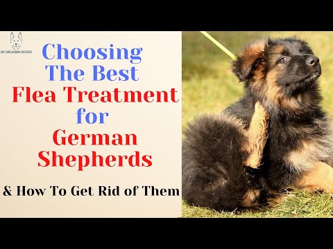 Video: Cara Memeriksa Kutu pada Anjing Gembala Jerman