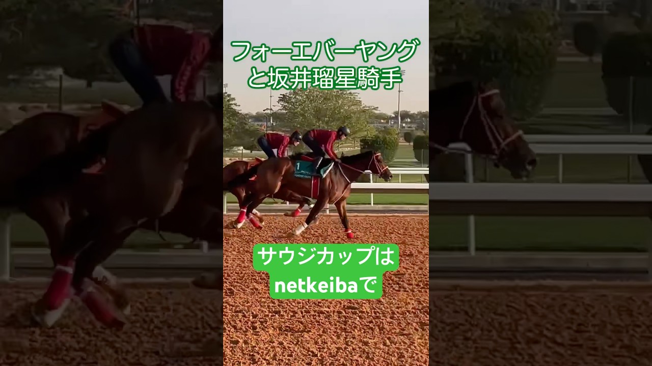 サウジカップ2026】フォーエバーヤングの調教映像 #坂井瑠星 #競馬