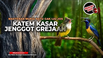🔴 Live Masteran Kasar Kapas Tembak Jenggot Isian Greja Tarung Materi Cucak Cungkok Gacor