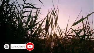 CINEMATIC STORY WA 30 DETIK || CINEMATIC ALAM SENJA