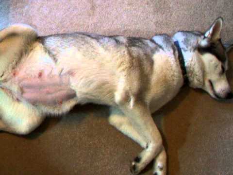 Siberian Husky 7 weeks into her pregnacy - YouTube
