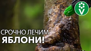 4 ПРОСТЫХ ШАГА ЛЕЧЕНИЯ ЯБЛОНИ - СРОЧНО спасаем сад от болезней и вредителей!