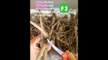 P3_Hướng dẫn Cách Ngâm rượu #sambochinh Lưu ý Cách xử lý Củ tươi trước khi vô bình  0975058285