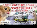 【スカッと猫ミーム】35年間誠実に勤めた俺の退職金が474円だった話 #猫マニ #猫ミーム