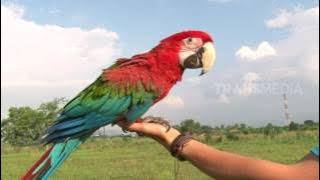 DUNIA BINATANG - BURUNG CANTIK DAN CERDIK (8/5/17) 3-1