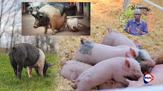 Información Earn Millions! - Unlock The Secrets Of Pig Farming - Know Your Pig - Profitable Pig Farming Business Noticias