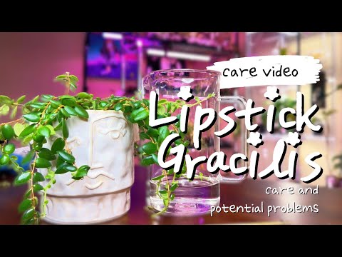 فيديو: Aeschynanthus Lipstick Vine Info: كيفية العناية بنبات أحمر الشفاه