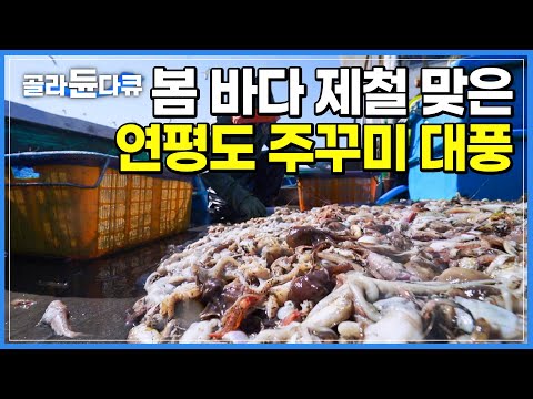 &amp;quot;지금이 알이 꽉 차서 가장 맛있을 때입니다&amp;quot; 서해 최대의 <strong>어항</strong> &amp;#39;연평도 주꾸미&amp;#39;│이보다 더 확실한 만선은 없다 &amp;#39;하루 조업량 3톤&amp;#39;│