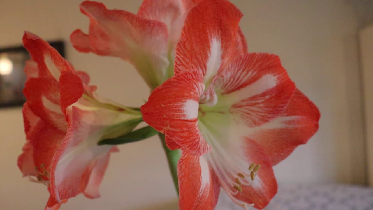 アマリリス 作詞 岩佐東一郎 フランス民謡 Amaryllis Youtube