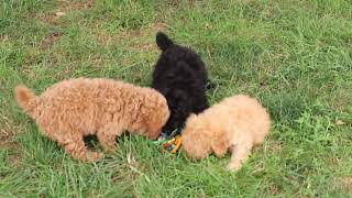 Mini Poodle Puppies For Sale