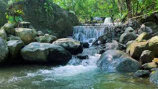 Mind Relaxing Water Sounds • Tropical Forest River Flow for Yoga