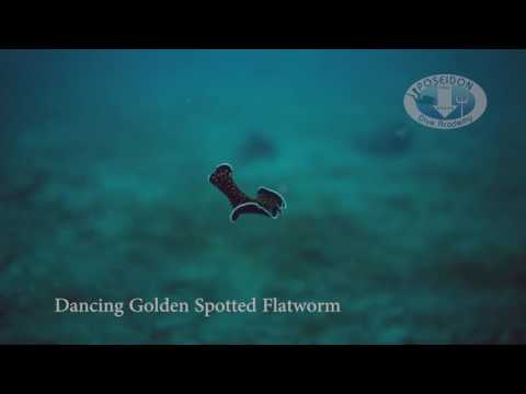 Swimming Golden spotted
