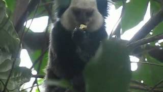 Download lagu Macacos petits singes Macacos petits singes
