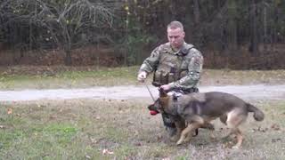 تدريب الكلاب البوليسية في امريكا training police dog in America