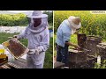 Видеоурок «Всемирный день пчёл»