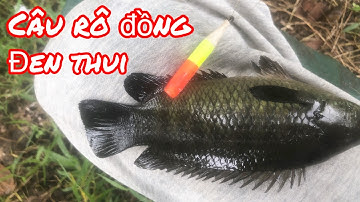 Câu Cá Rô Đồng Mùa Nước Lũ Con Nào Cũng Mập Ú / Yêu Lắm Miền Tây
