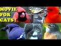 AMAZING Videos for Cats to Watch ! 2 Hours of Birds,Squirrels, and Rabbits,