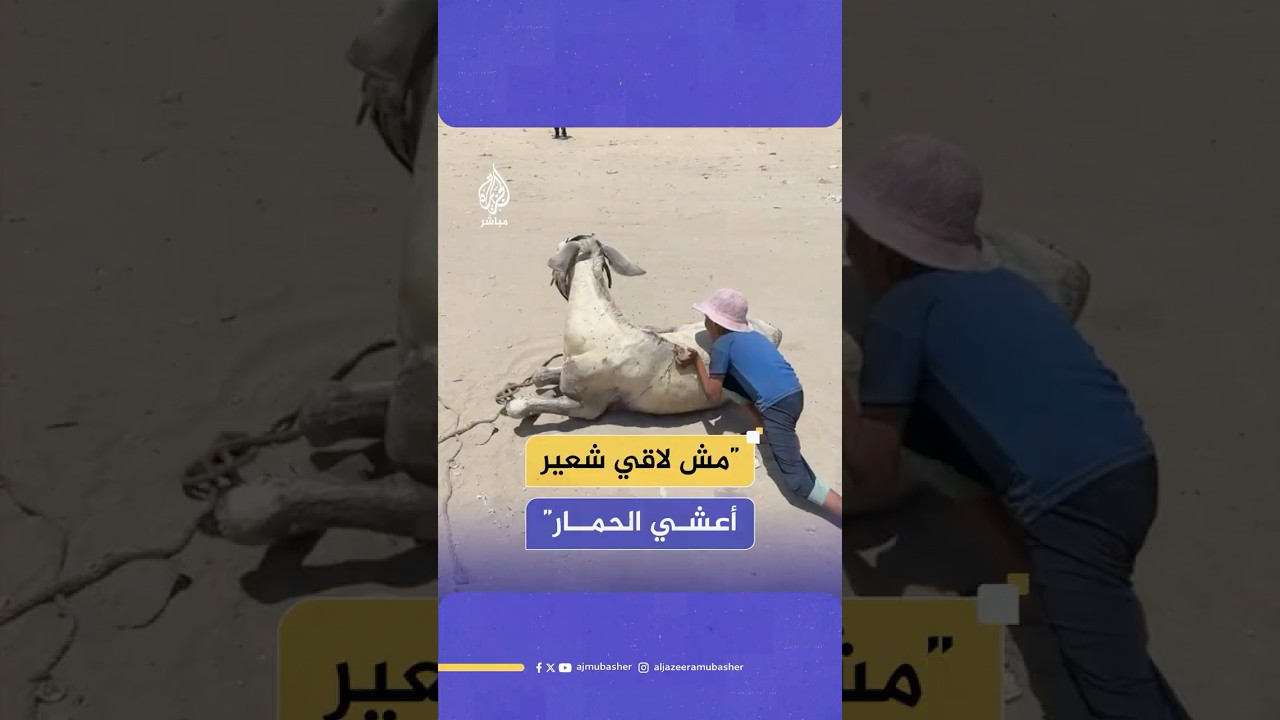 "الحمار تعبان مش لاقي شعير بدي أعشيه".. طفل فلسطيني يرفض ترك حماره الجائع في إحدى شوارع مدينة غزة