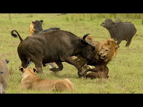 동물의왕국 - 버팔로 사자를 물리치다  ( 한국어 더빙 ) - 과학 다큐 비