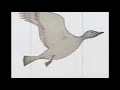 Duster - Me And The Birds (Music Video)