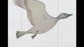 Video thumbnail of "Duster - Me And The Birds (Music Video)"