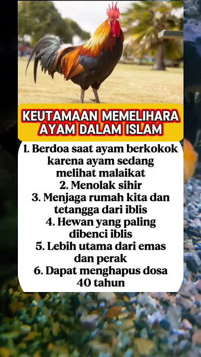 keutamaan memelihara ayam #ilmujadul