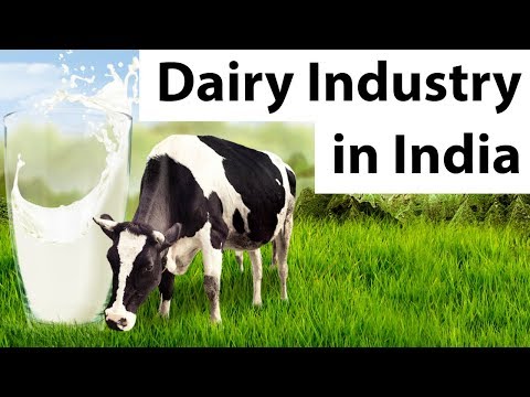 Dairy Industry in India - Problems, challenges and the future of Indian dairy industry