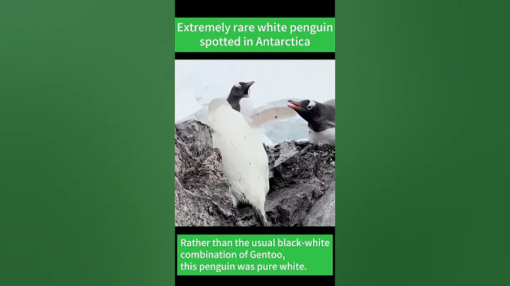 Rare white penguin spotted in Antarctica | Journey to the wild #shorts