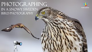 WILDLIFE PHOTOGRAPHY  Winter in Sweden  Bird of prey photography  Nikon Z9 and 400mm f/2.8 Fmount