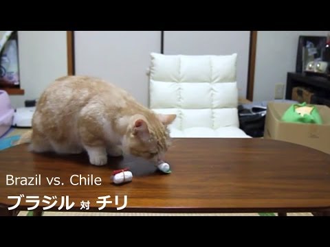 ねこブラジル対チリ予想 ブラジルｗ杯ラウンド16 World Cup Prediction Of Cat Round Of 16 Brazil Vs Chile Youtube