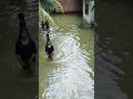 Banjir sudah mulai surut di kampar #beritaterkini #beritaviral #short
