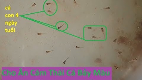 Cho Ăn Cám Thái Cá Bảy Màu Con Lớn Nhanh Như Thổi | Tuấn Cá Cảnh