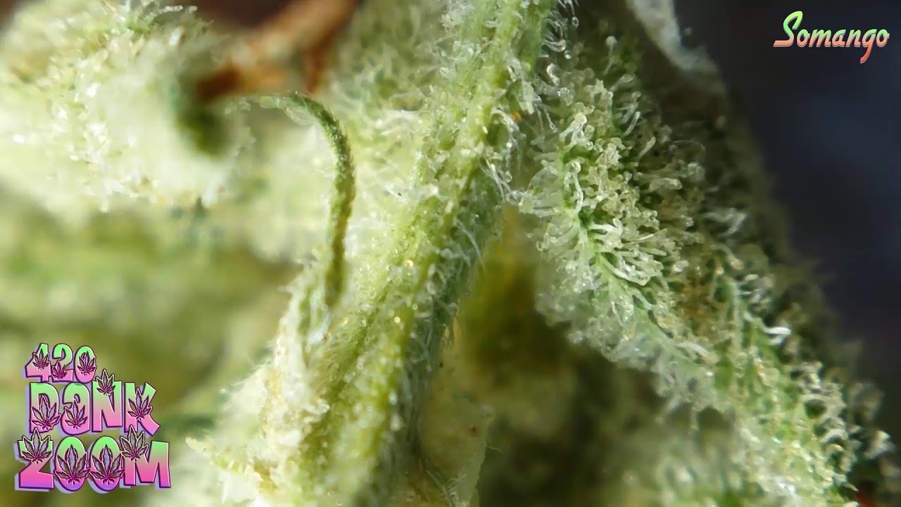 Somango trichomes under a microscope #1