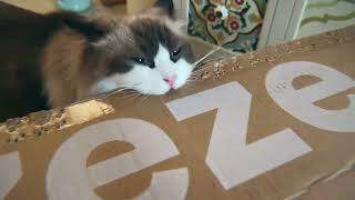 A cat that likes to bite cardboard boxes#cat #cute #pet