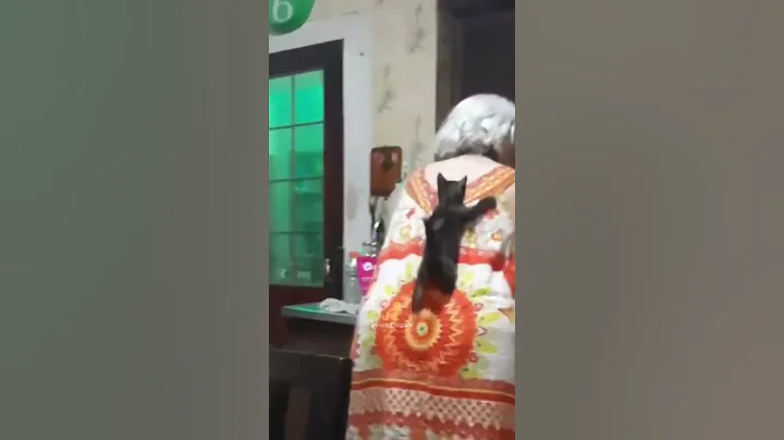 Cute Dogs And Cats Videos 😍 Funny Animal Videos 2022 😺 #shorts