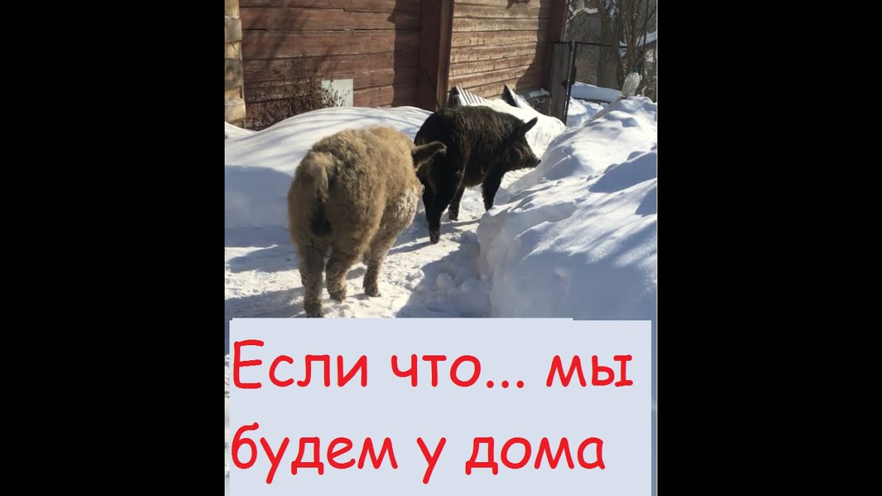 УБЕЖАЛИ СВИНЬИ