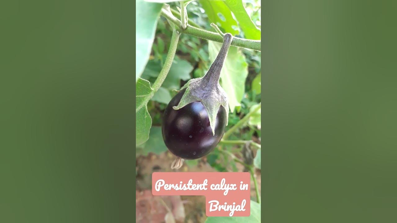 persistent-calyx-in-brinjal-youtube